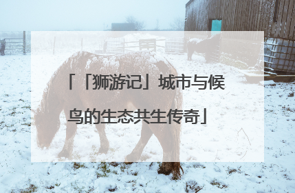 「狮游记」城市与候鸟的生态共生传奇