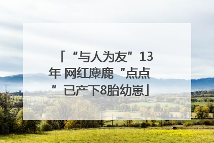 “与人为友”13年 网红麋鹿“点点”已产下8胎幼崽