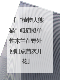 “植物大熊猫”峨眉拟单性木兰在野外回归点首次开花