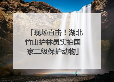 现场直击！湖北竹山护林员实拍国家二级保护动物