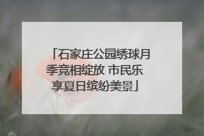 石家庄公园绣球月季竞相绽放 市民乐享夏日缤纷美景