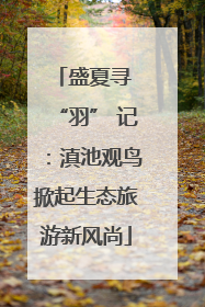盛夏寻 “羽” 记：滇池观鸟掀起生态旅游新风尚