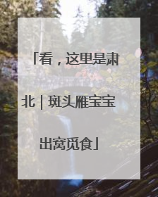 看，这里是肃北｜斑头雁宝宝出窝觅食