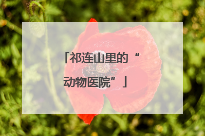 祁连山里的“动物医院”