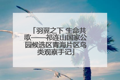 羽翼之下 生命共歌——祁连山国家公园候选区青海片区鸟类观察手记