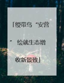 绶带鸟“安营” 绘就生态增收新景致
