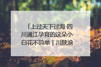上过天下过海 四川通江孕育的这朵小白花不简单｜川陕渝网络名人巴中行