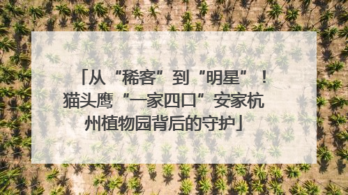从“稀客”到“明星”！猫头鹰“一家四口”安家杭州植物园背后的守护