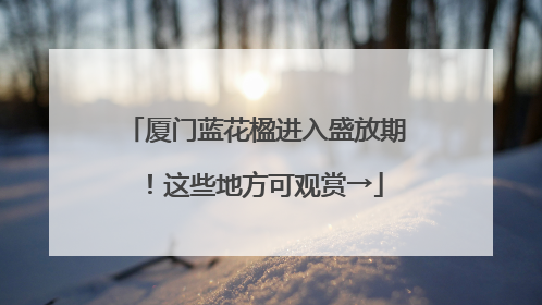 厦门蓝花楹进入盛放期！这些地方可观赏→