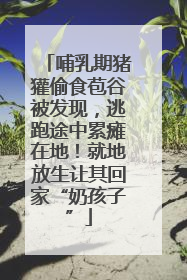 哺乳期猪獾偷食苞谷被发现，逃跑途中累瘫在地！就地放生让其回家“奶孩子”