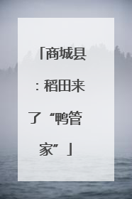 商城县：稻田来了“鸭管家”