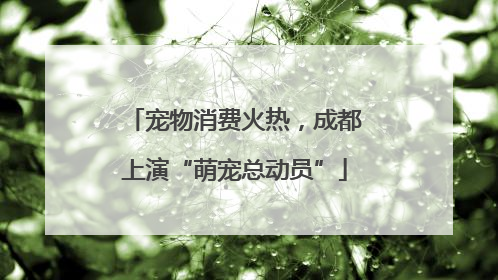 宠物消费火热，成都上演“萌宠总动员”