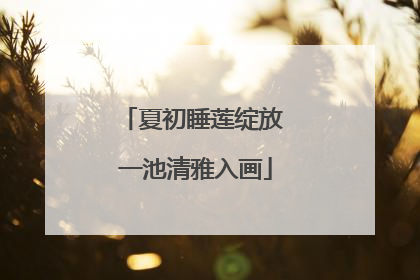 夏初睡莲绽放 一池清雅入画