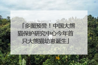 多图预警！中国大熊猫保护研究中心今年首只大熊猫幼崽诞生