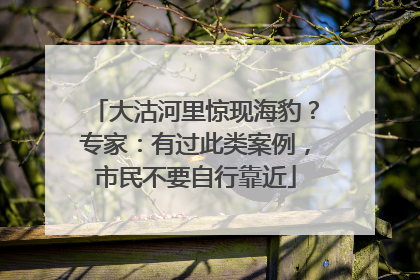 大沽河里惊现海豹？专家：有过此类案例，市民不要自行靠近