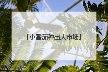 小番茄种出大市场