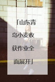 山东青岛小麦收获作业全面展开