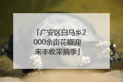 广安区白马乡2000余亩花椒迎来丰收采摘季