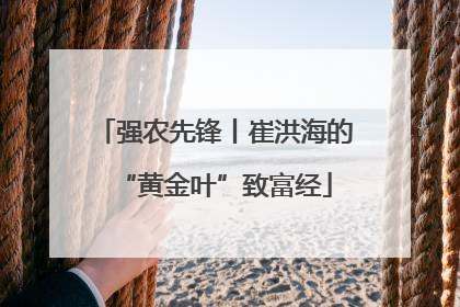 强农先锋丨崔洪海的“黄金叶”致富经