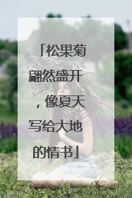 松果菊翩然盛开，像夏天写给大地的情书