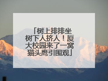 树上排排坐 树下人挤人！厦大校园来了一窝猫头鹰引围观
