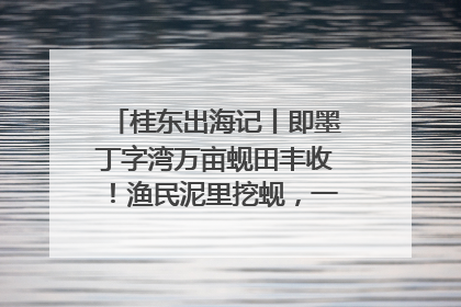桂东出海记丨即墨丁字湾万亩蚬田丰收！渔民泥里挖蚬，一天上岸过千斤