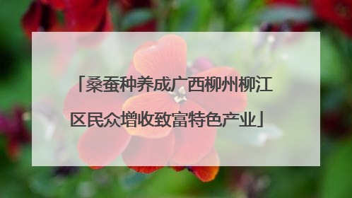 桑蚕种养成广西柳州柳江区民众增收致富特色产业