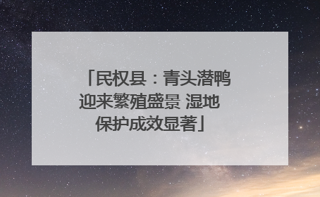 民权县：青头潜鸭迎来繁殖盛景 湿地保护成效显著