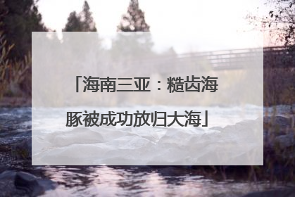 海南三亚：糙齿海豚被成功放归大海