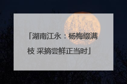 湖南江永：杨梅缀满枝 采摘尝鲜正当时