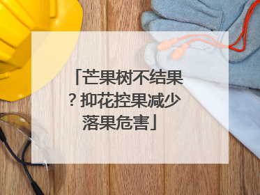 芒果树不结果？抑花控果减少落果危害