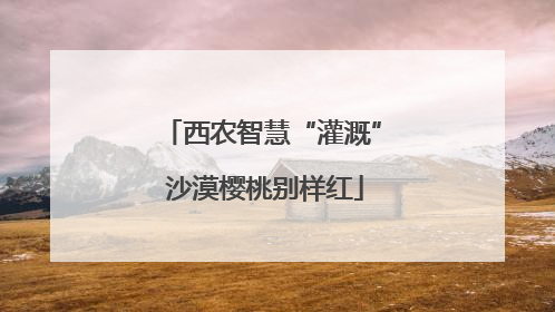 西农智慧“灌溉” 沙漠樱桃别样红