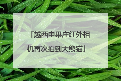 越西申果庄红外相机再次拍到大熊猫