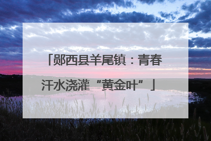 郧西县羊尾镇：青春汗水浇灌“黄金叶”