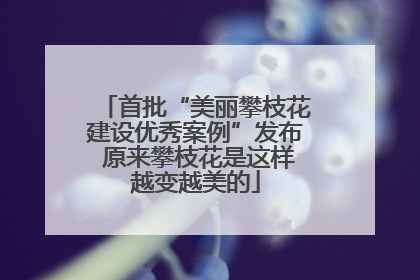 首批“美丽攀枝花建设优秀案例”发布 原来攀枝花是这样越变越美的