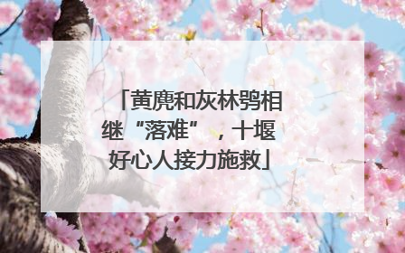 黄麂和灰林鸮相继“落难”，十堰好心人接力施救