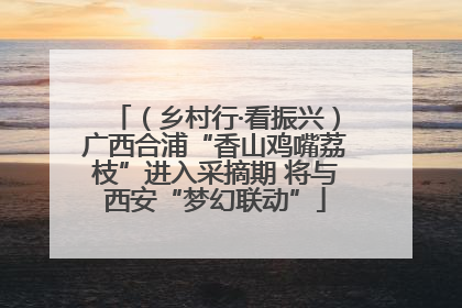 （乡村行·看振兴）广西合浦“香山鸡嘴荔枝”进入采摘期 将与西安“梦幻联动”