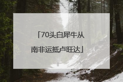 70头白犀牛从南非运抵卢旺达