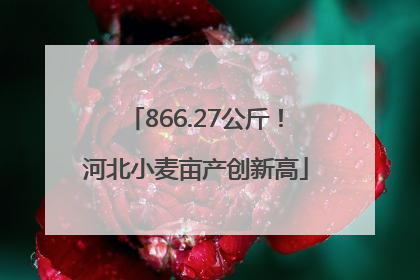 866.27公斤！河北小麦亩产创新高